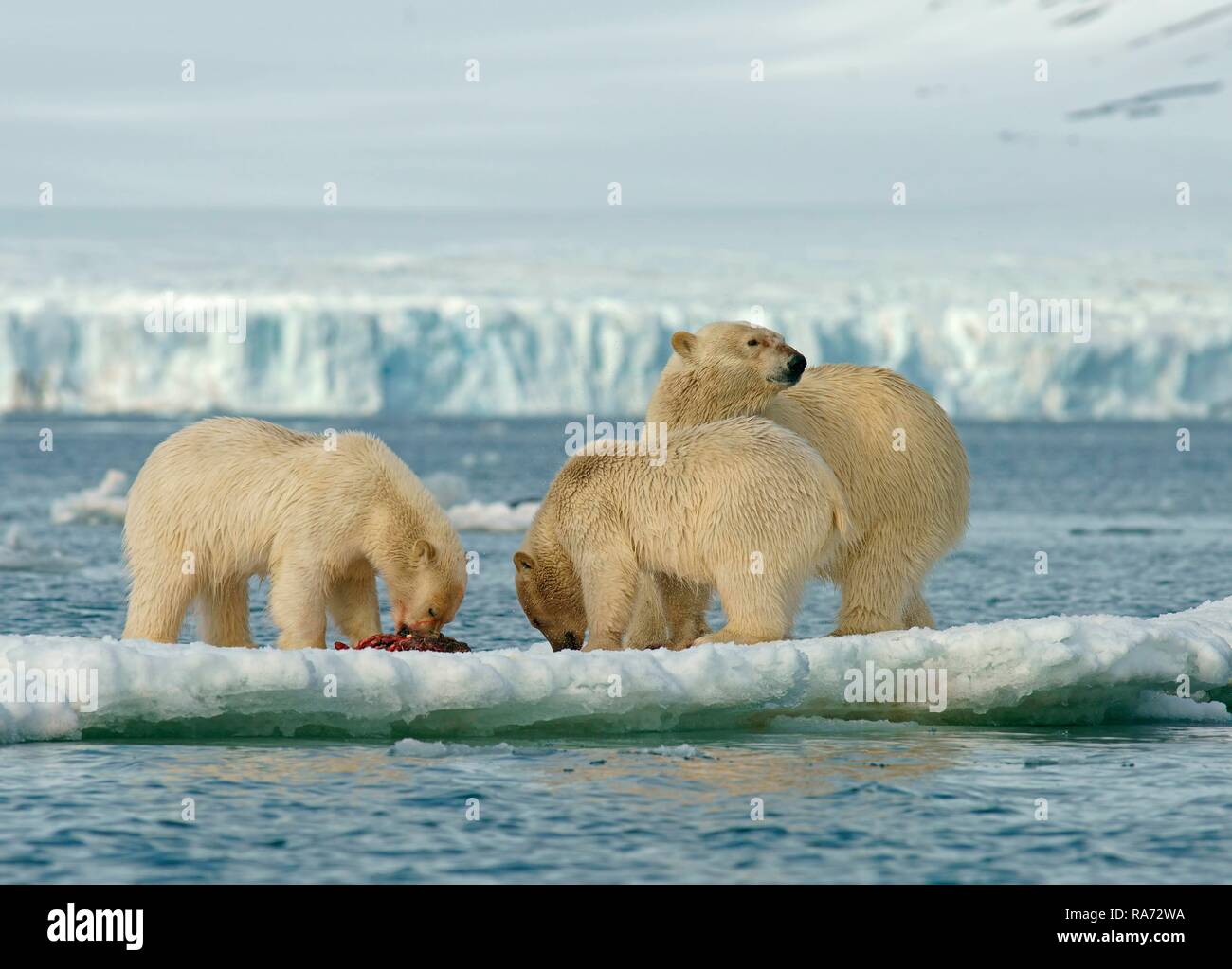 Polar bears (Ursus maritimus), young animals and female feeding on the carcass of a captured seal on ice floe, Svalbard Stock Photo