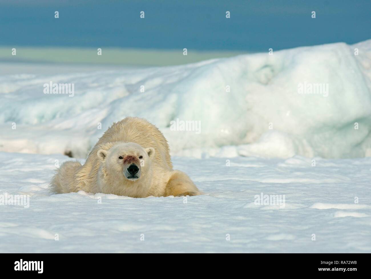 Polar bear (Ursus maritimus) lies in the snow, Svalbard, Norwegian Arctic, Norway Stock Photo