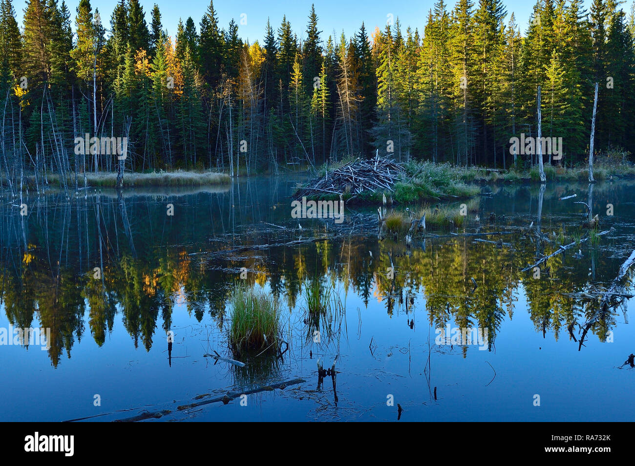 A landscape image of a morning sunrise at the beaver pond in Hinton Alberta Canada Stock Photo