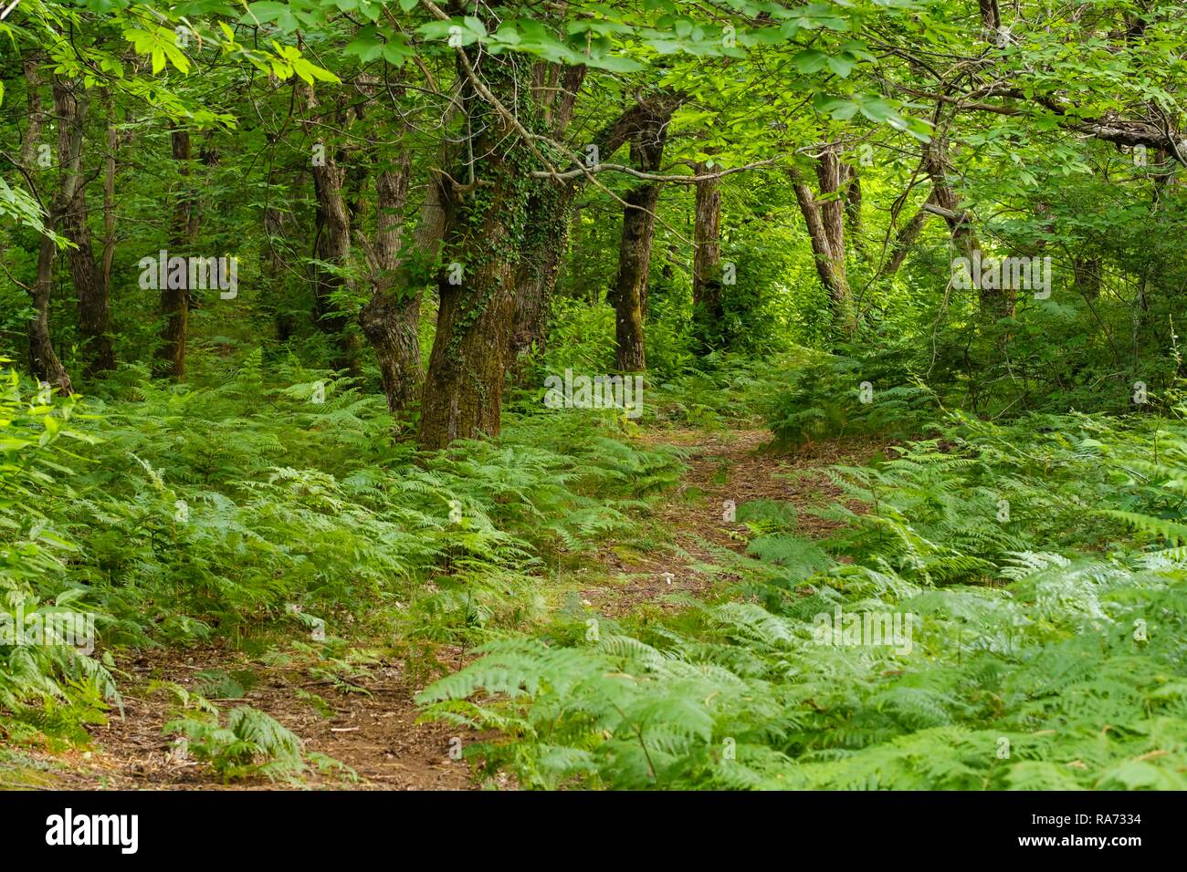 Forest south of Lake Skadar, ferns, Ostros near Bar, Montenegro Stock Photo