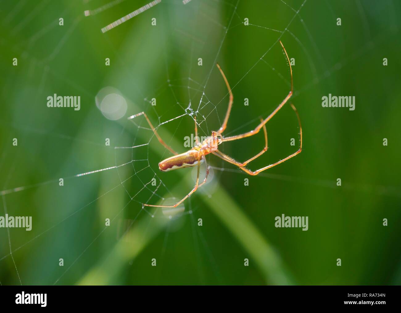 Stretcher spider (Tetragnatha extensa) in its web, Bavaria, Germany Stock Photo