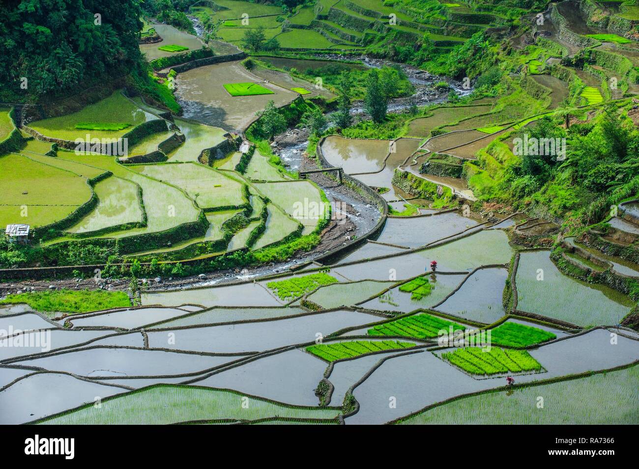 Rice terraces of Banaue, Northern Luzon, Philippines Stock Photo