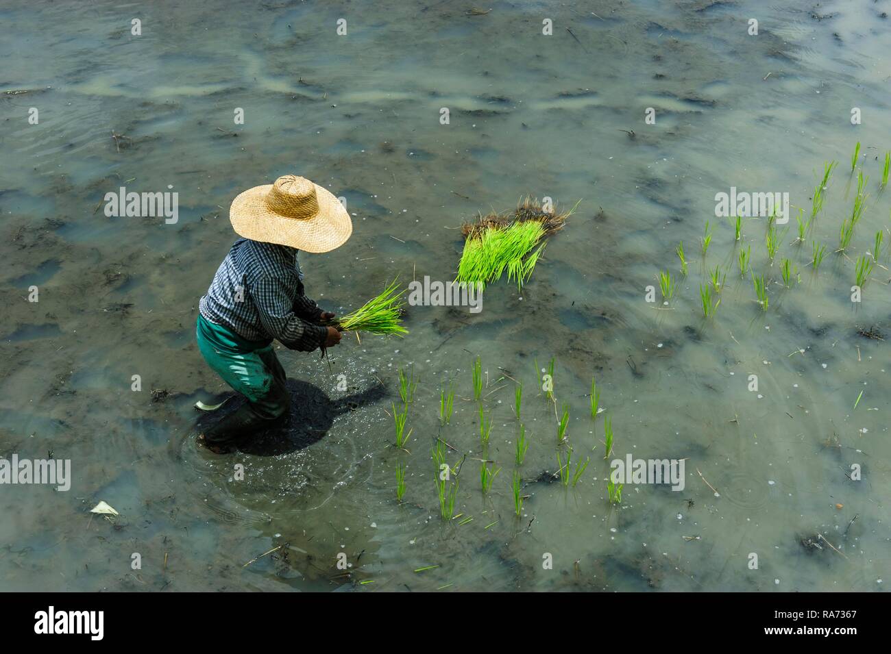 Worker in rice field, Banaue, Northern Luzon, Philippines Stock Photo