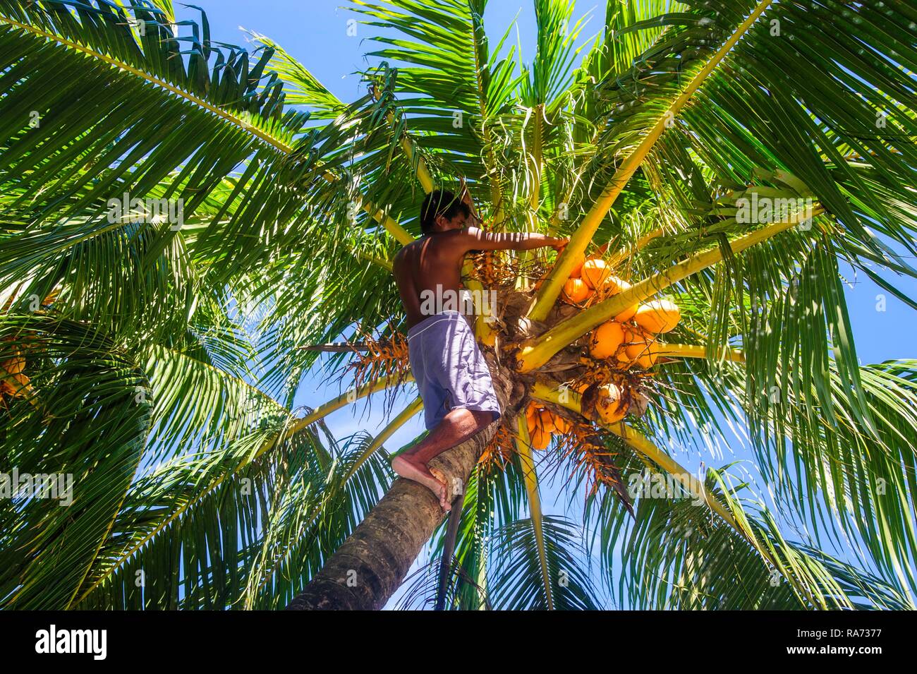 Man climbing on a coconut palm, El Nido, Bacuit Archipelago, Palawan, Philippines Stock Photo