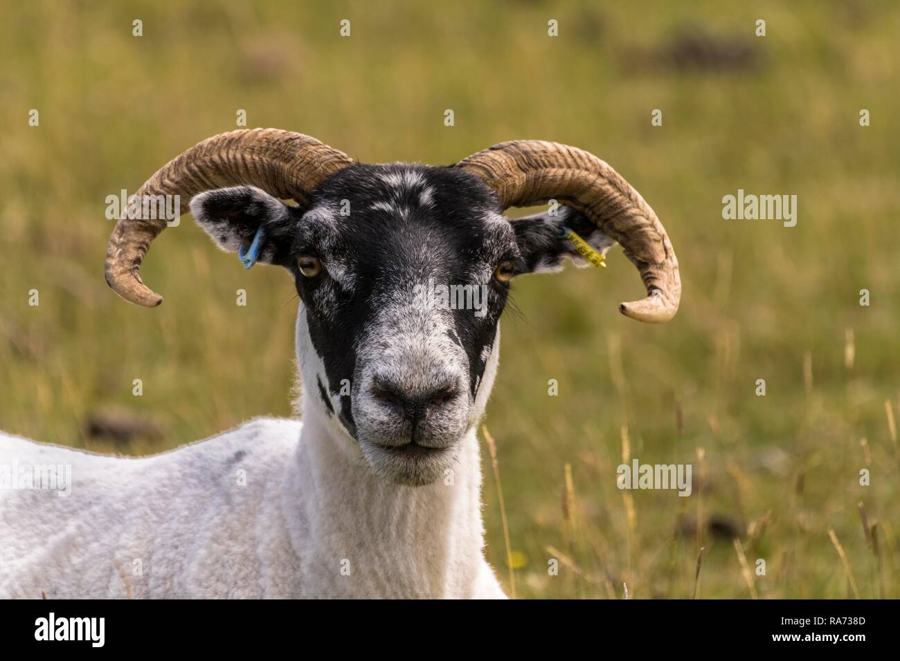 Domestic sheep (Ovis aries) on pasture, animal portrait, Scottish Blackface, Morvern, Highlands, Scotland, Great Britain Stock Photo