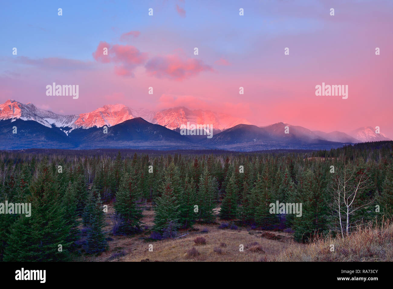 A horizontal landscape view of the Alberta Rocky Mountains in the early morning Alpenglow light near Brule Alberta Canada, Stock Photo