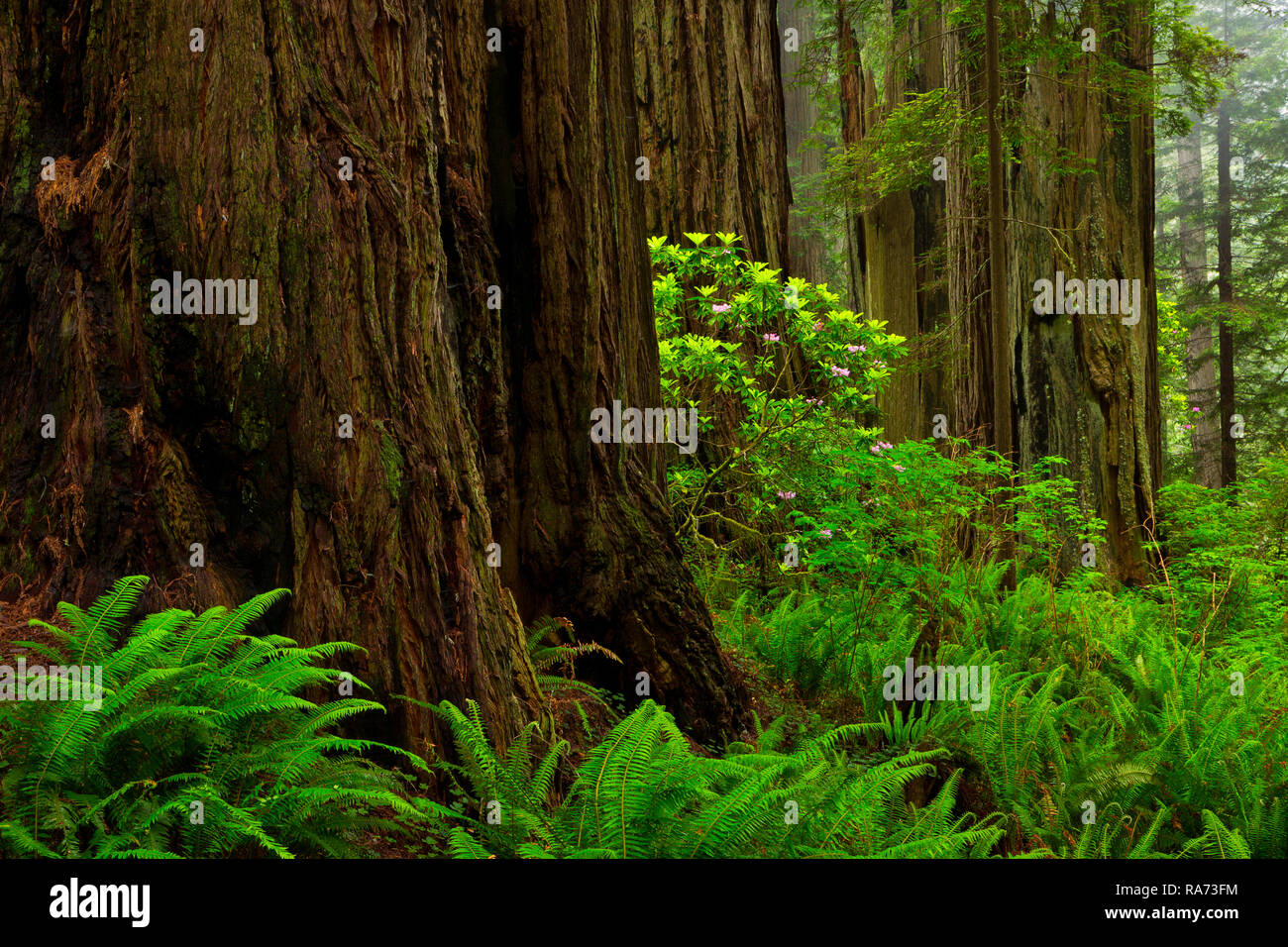 Rhododendrons in bloom in the fog of Redwoods National Park, California, USA, spring. Stock Photo