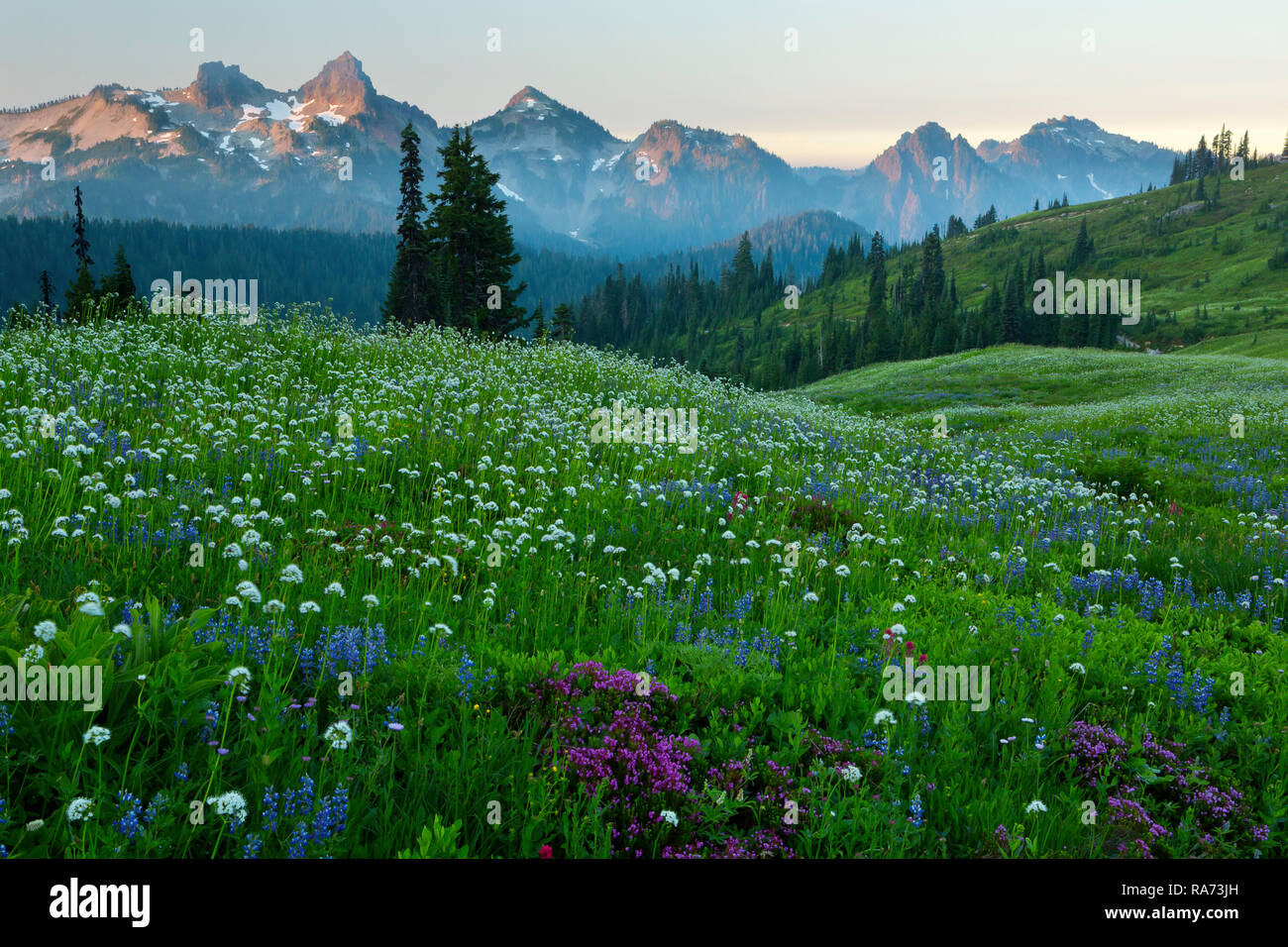 Lupine, bistort, Mountain heather, and Valerian bloom in a meadow of Paradise in Mount Rainier National Park in summer with the Tatoosh Range in the d Stock Photo