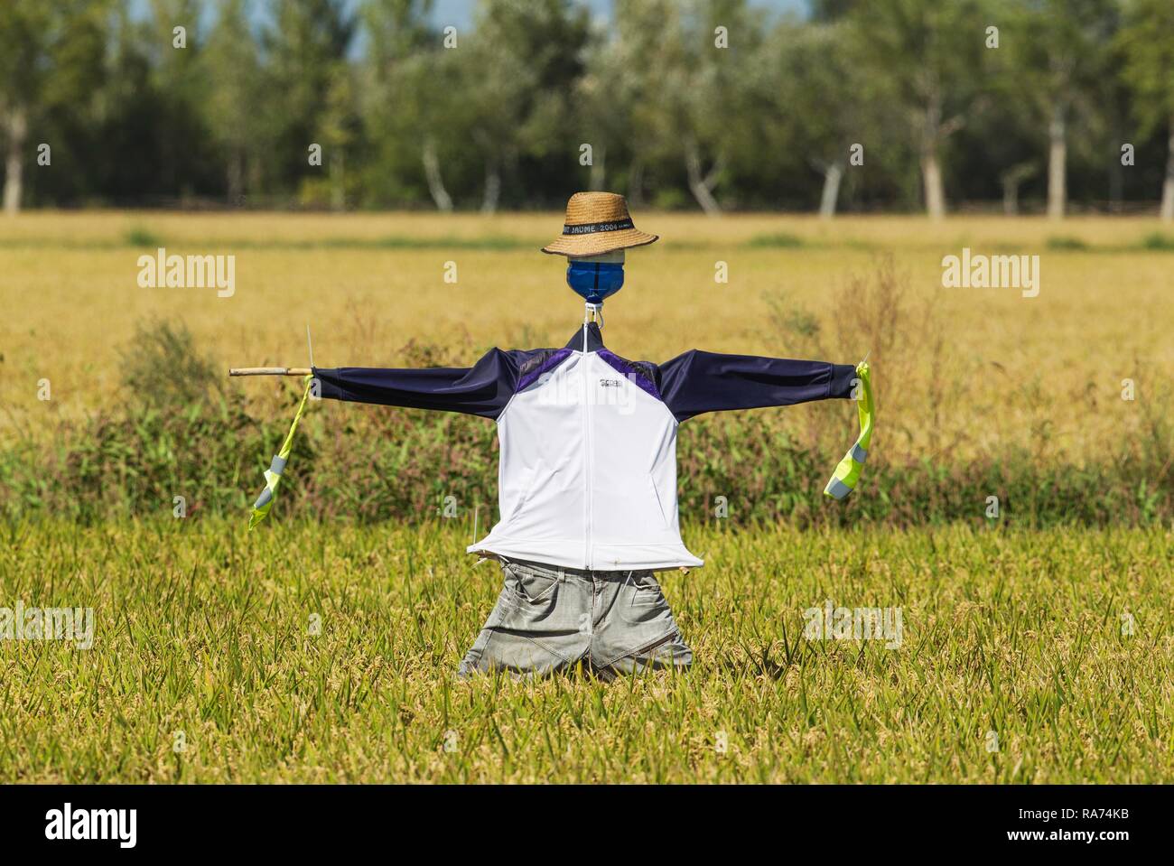 A scarecrow in a rice field (Oryza sativa), environs of the Ebro Delta Nature Reserve, Tarragona province, Catalonia, Spain Stock Photo