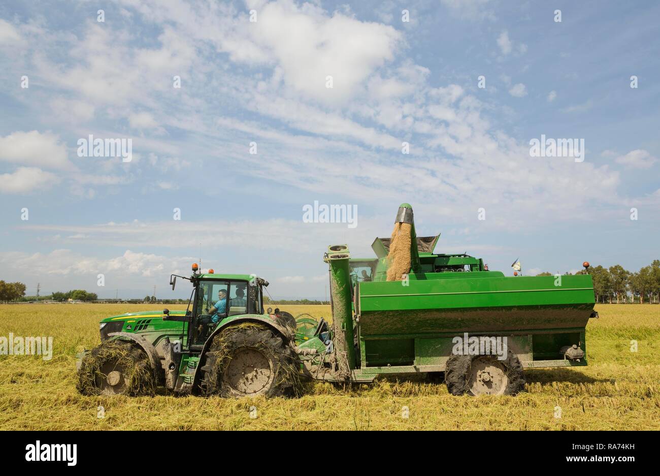 Rice (Oryza sativa) harvest in September, environs of the Ebro Delta Nature Reserve, Tarragona province, Catalonia, Spain Stock Photo