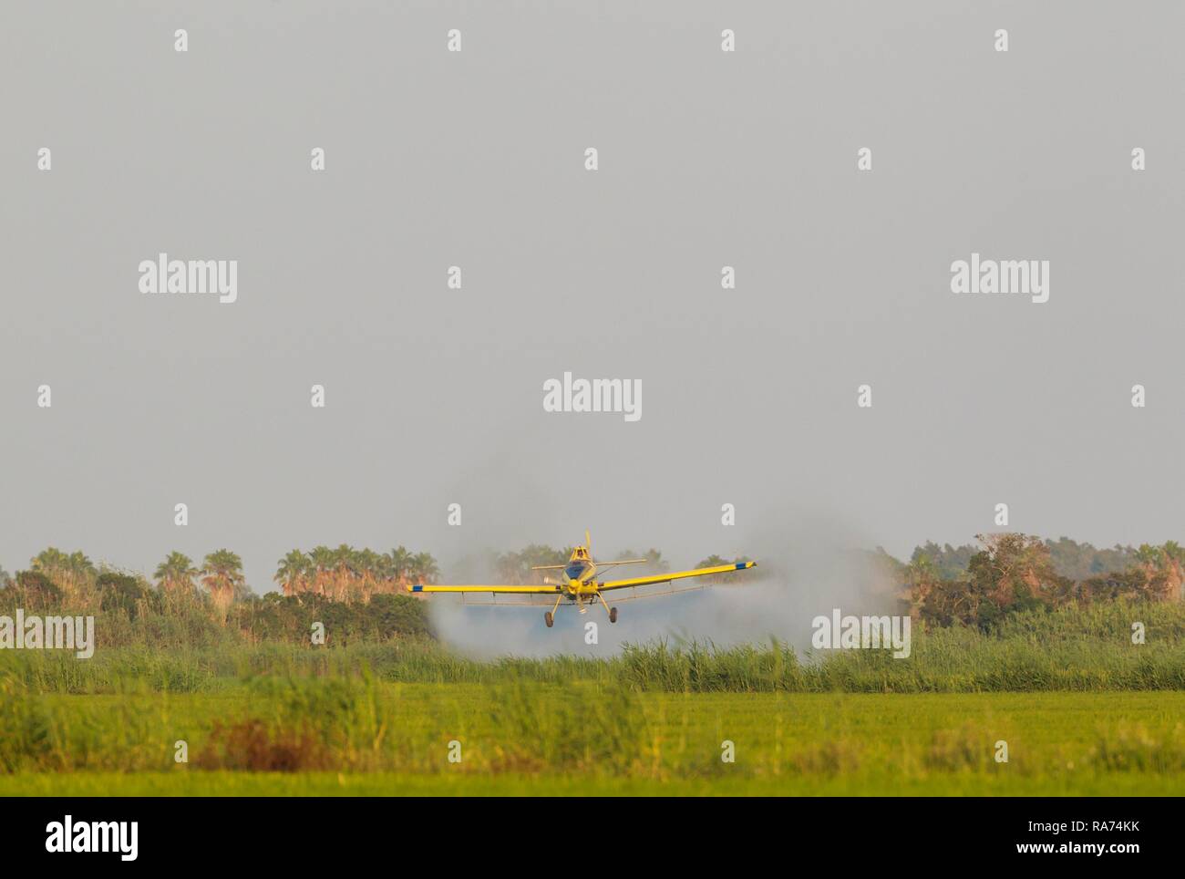 Crop duster plane flying low while spraying an anti mosquito substance onto the rice fields (Oryza sativa) and the surrounding Stock Photo