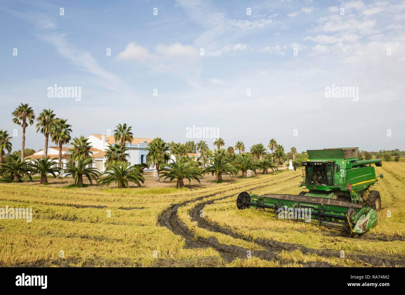 Rice (Oryza sativa) harvest at the Tramontano farm house in September, environs of the Ebro Delta Nature Reserve Stock Photo