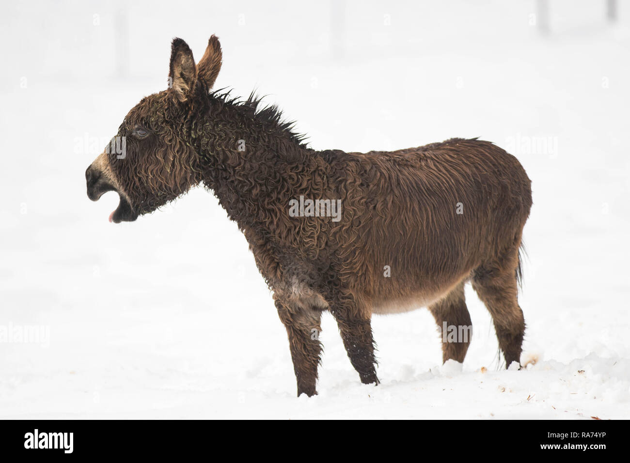 Animals in Winter Stock Photo