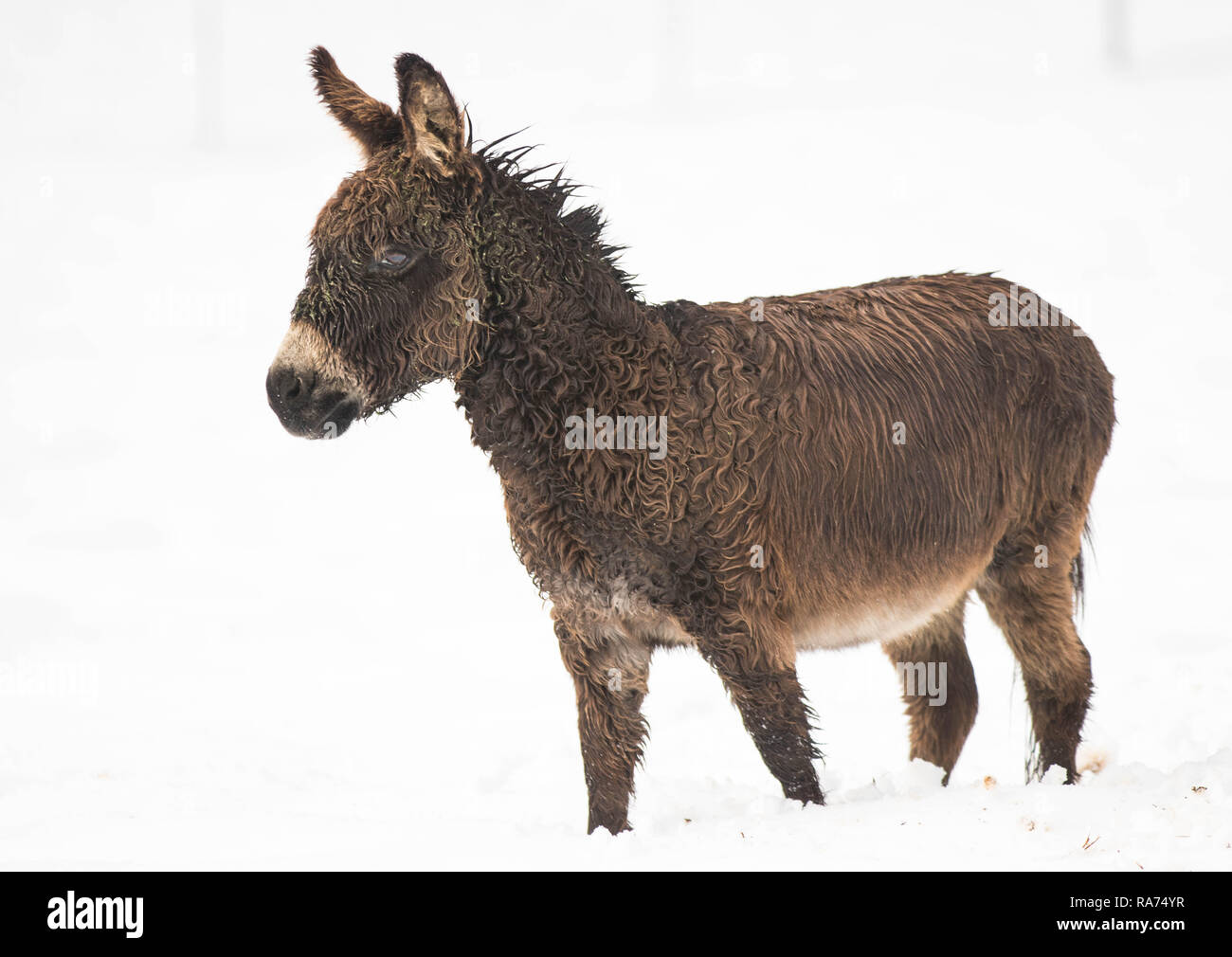 Animals in Winter Stock Photo