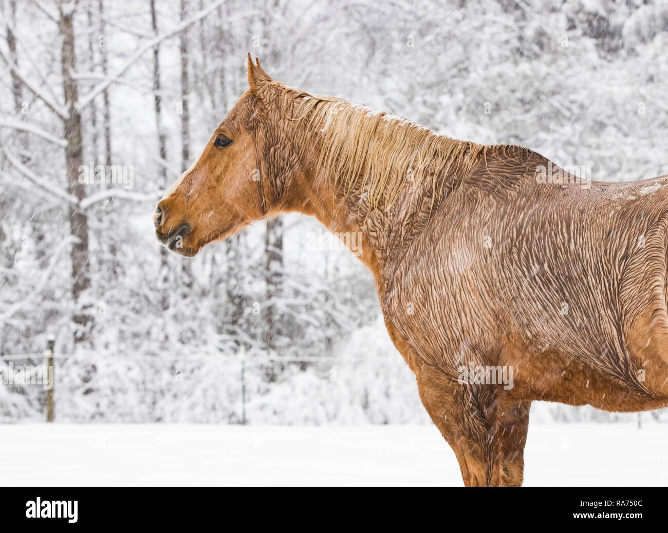 Horse winter background hi-res stock photography and images - Alamy