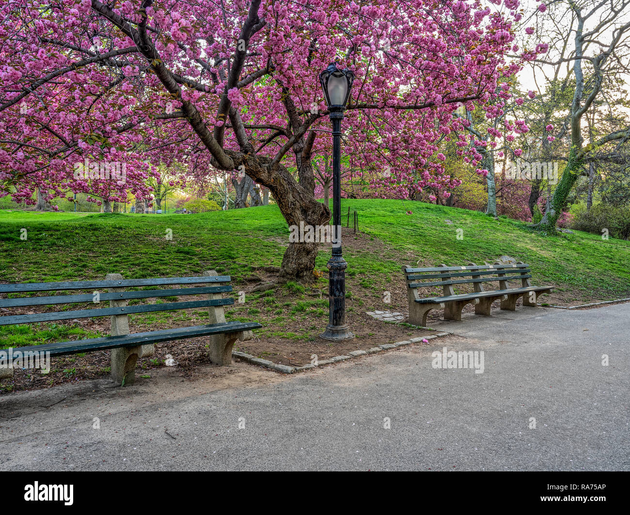 Central Park in spring with Japanese Cherry trees, early morning Stock ...