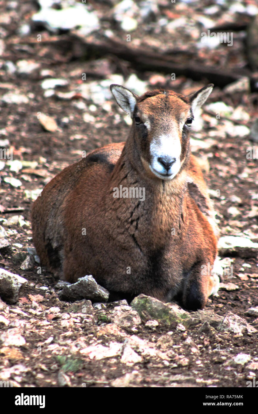 Female moufflon, European mouflon sheep (Ovis orientalis) laying on the ground. The moufflon is thought to be the ancestor of domesticated sheep. Stock Photo