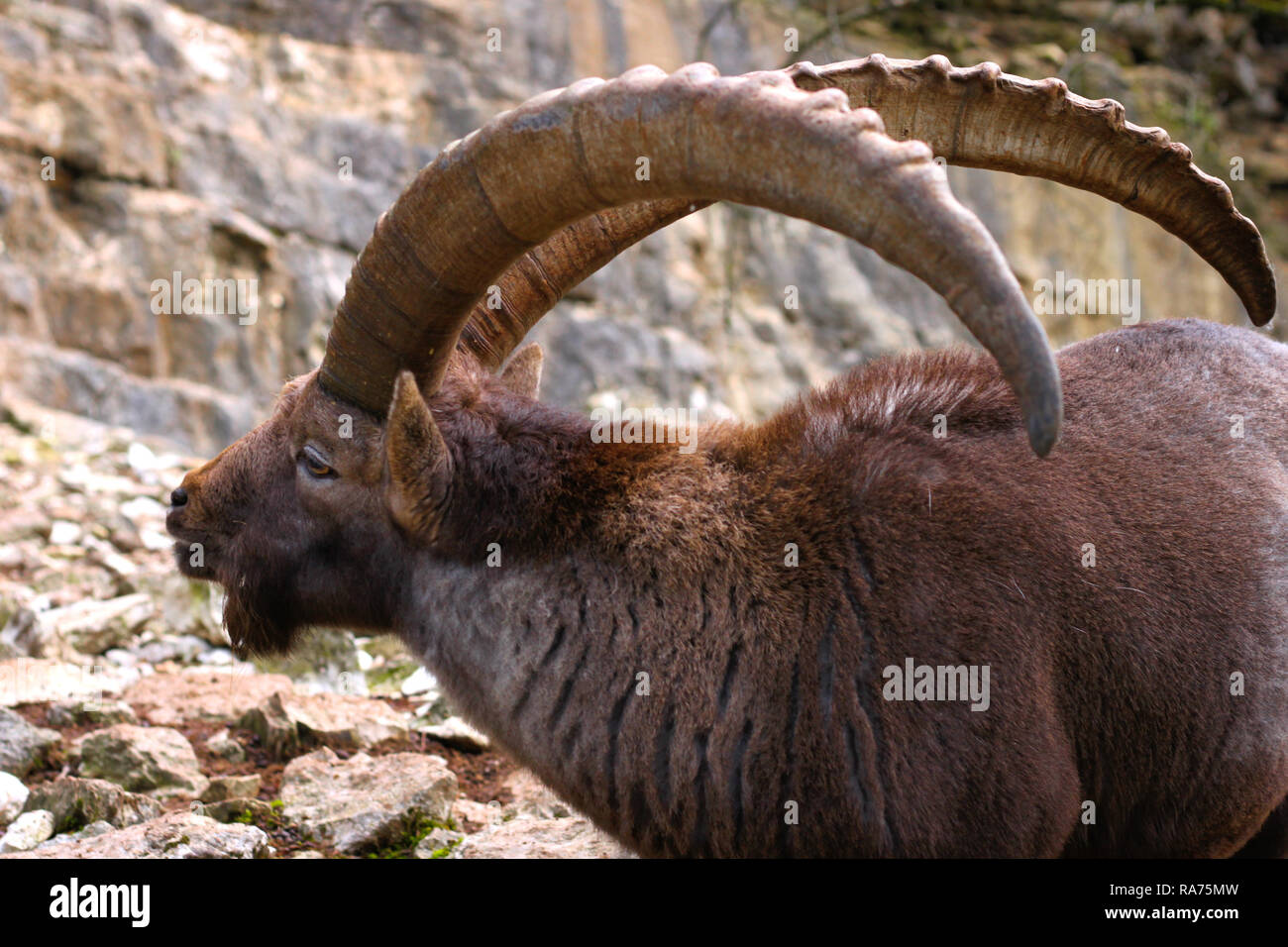 The ibex is a kind of wild goat living in the alps. Male ibexes have huge horns indicating their age. Stock Photo