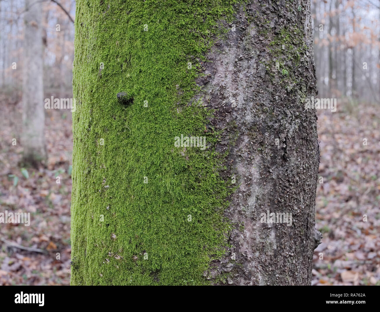 Moss growing on North facing side of tree. Green moss on one side of tree. Northern side green moss. Stock Photo