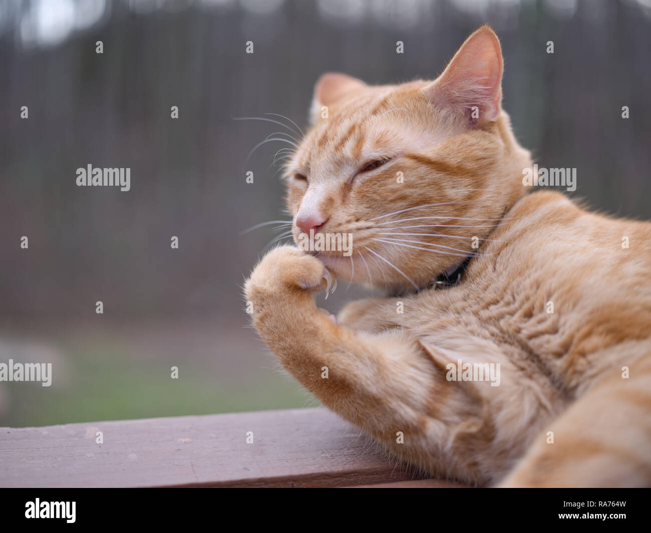 Expressive thoughtful orange cat Stock Photo
