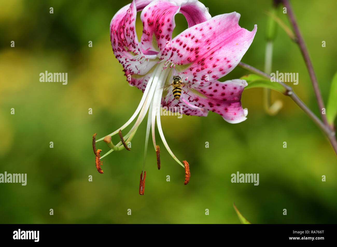 Close up of a Japanese lily (lilium speciosum) in bloom Stock Photo