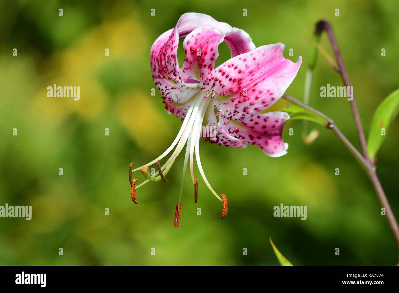 Close up of a Japanese lily (lilium speciosum) in bloom Stock Photo