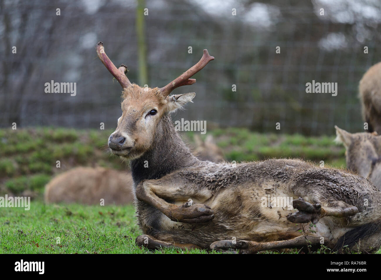 Low angle view of a Pere David's deer (elaphurus davidianus) lying on the ground Stock Photo