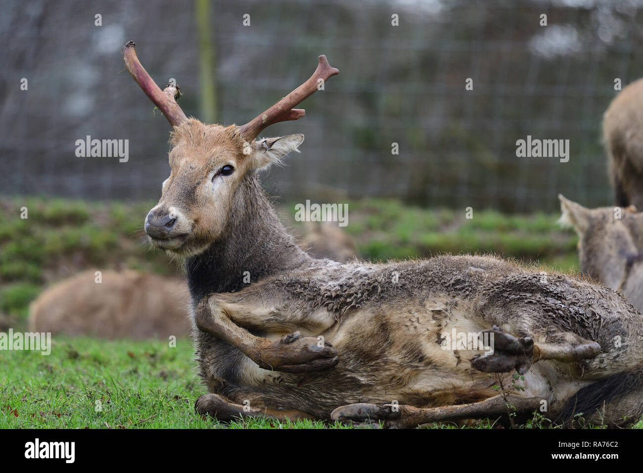 Low angle view of a Pere David's deer (elaphurus davidianus) lying on the ground Stock Photo
