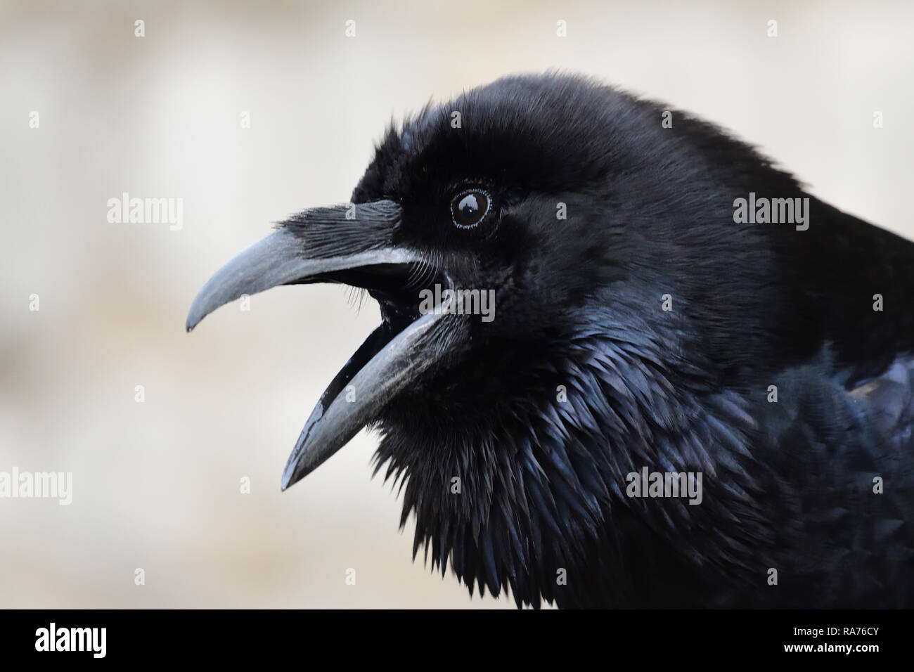 Raven with open mouth hires stock photography and images Alamy