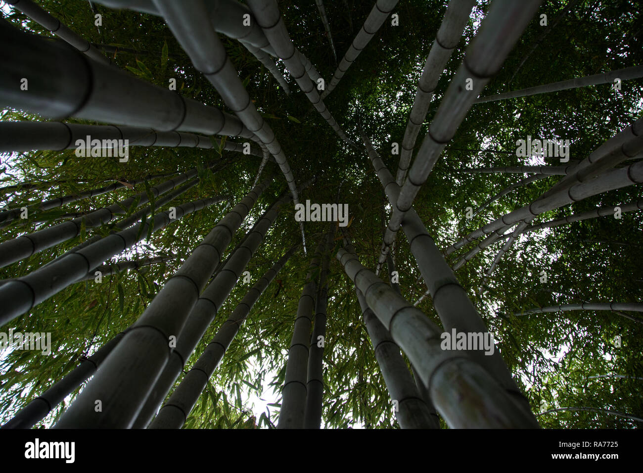 Bamboo in NC Stock Photo Alamy