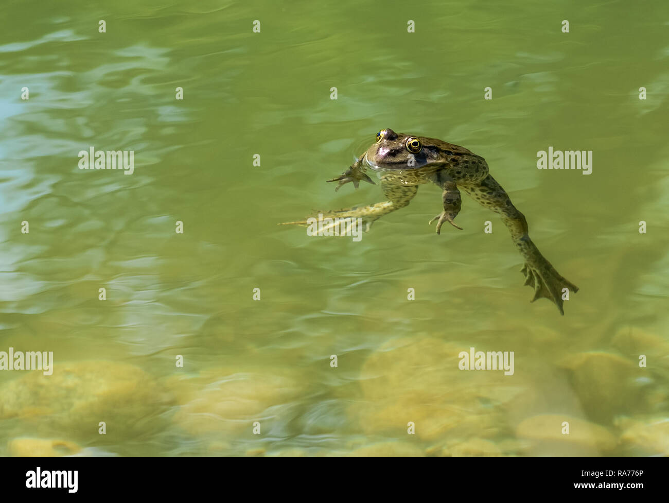 Green frog with large webbed feet Stock Photo - Alamy