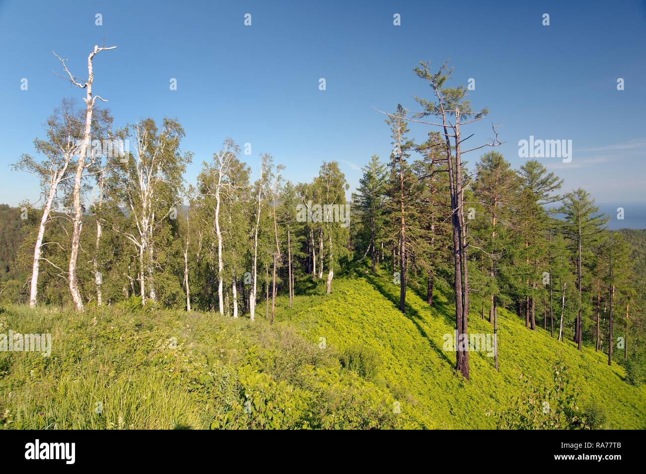 Taiga, boreal forest, Lake Baikal, Siberia, Russian Federation, Eurasia Stock Photo