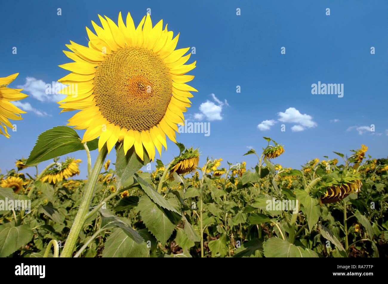Sunflower (Helianthus annuus), sunflower field, Odessa, Ukraine