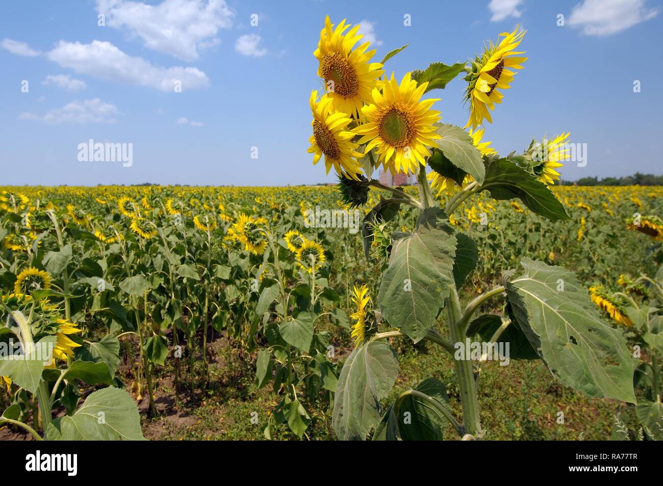 Sunflowers (Helianthus annuus), sunflower field, Odessa, Ukraine
