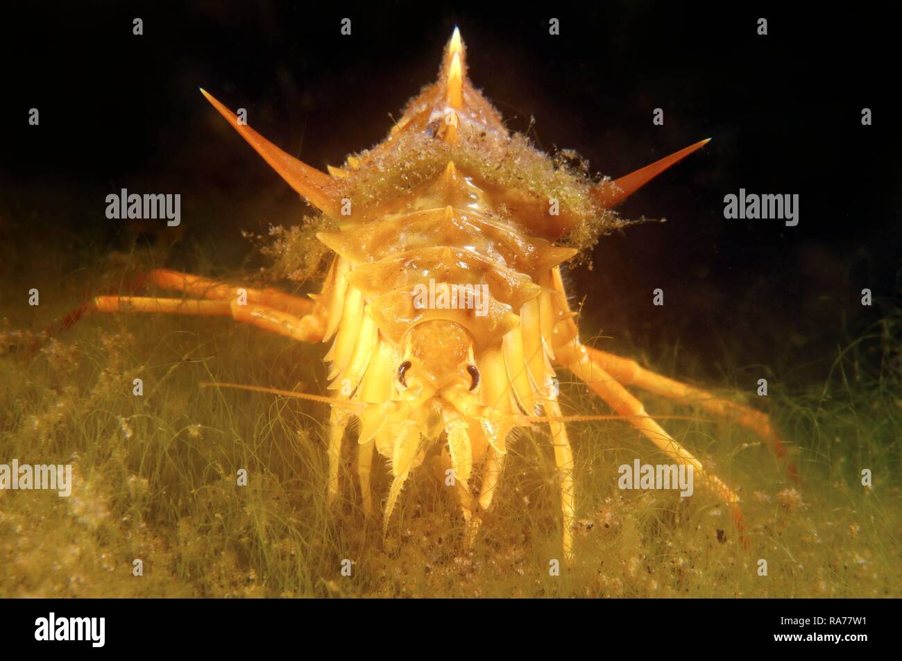 Amphipod (Acanthogammarus victorii), Lake Baikal, Siberia, Russian Federation, Eurasia Stock Photo