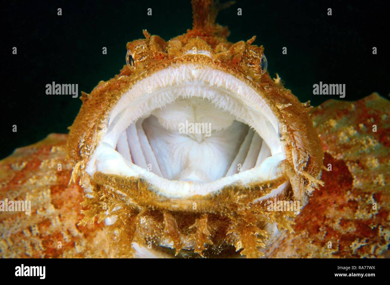 Sea Raven (Hemitripterus villosus), Japan Sea, Far East, Primorsky Krai ...