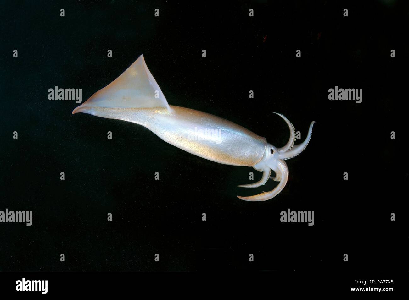 Japanese common squid or Japanese flying squid (Todarodes pacificus