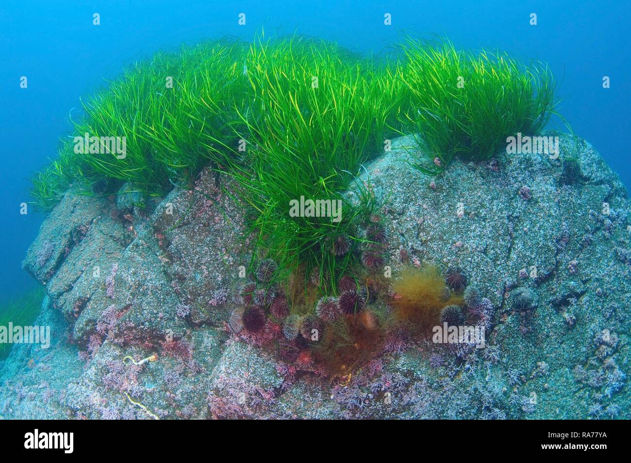 Eelgrass (Zostera marina), Japan Sea, Far East, Primorsky Krai, Russian Federation Stock Photo