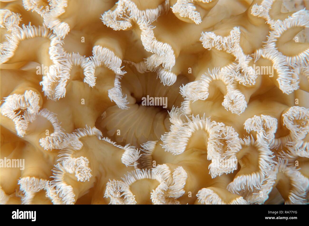 White senile anemone, Plumose anemone or Frilled anemone (Metridium senile), Japan Sea, Far East, Primorsky Krai Stock Photo
