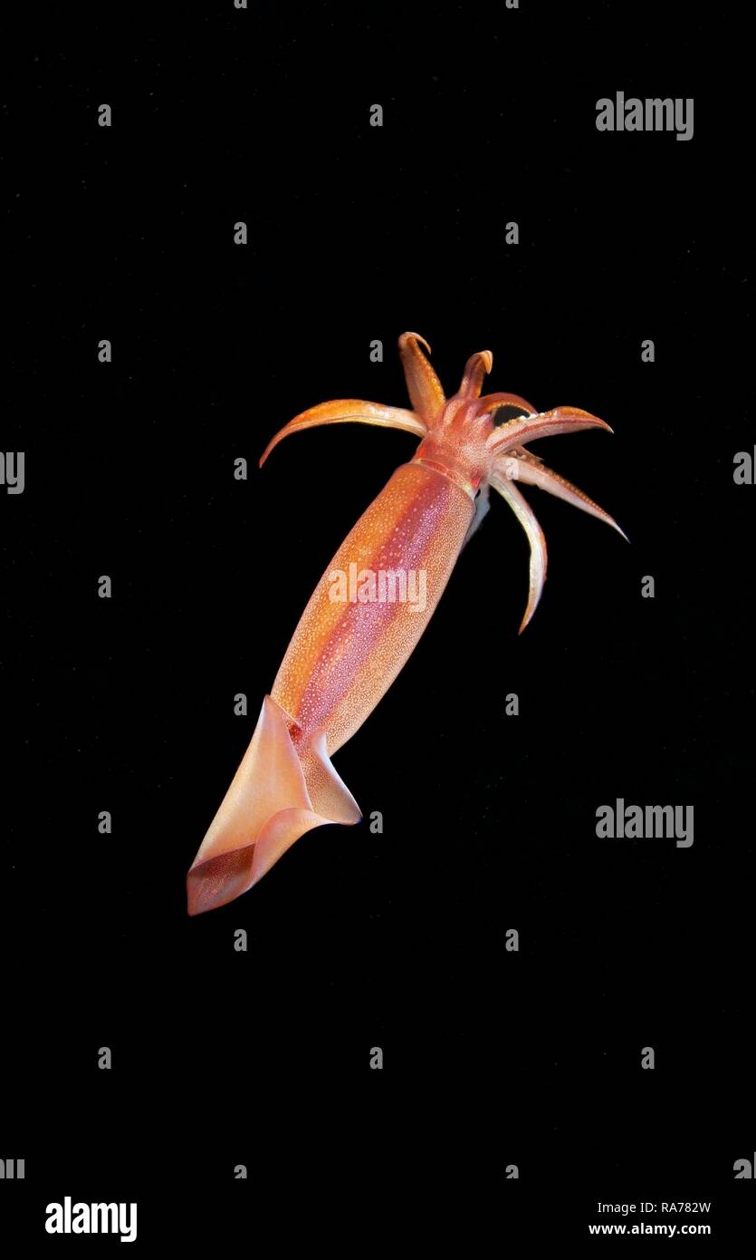 Japanese common squid or Japanese flying squid (Todarodes pacificus