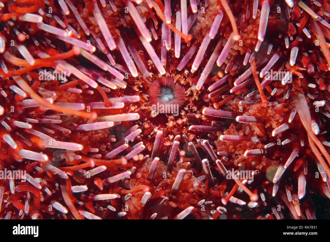 Mouth of Green sea urchin (Strongylocentrotus droebachiensis), Japan Sea, Primorsky Krai, Russian Federation, Far East Stock Photo