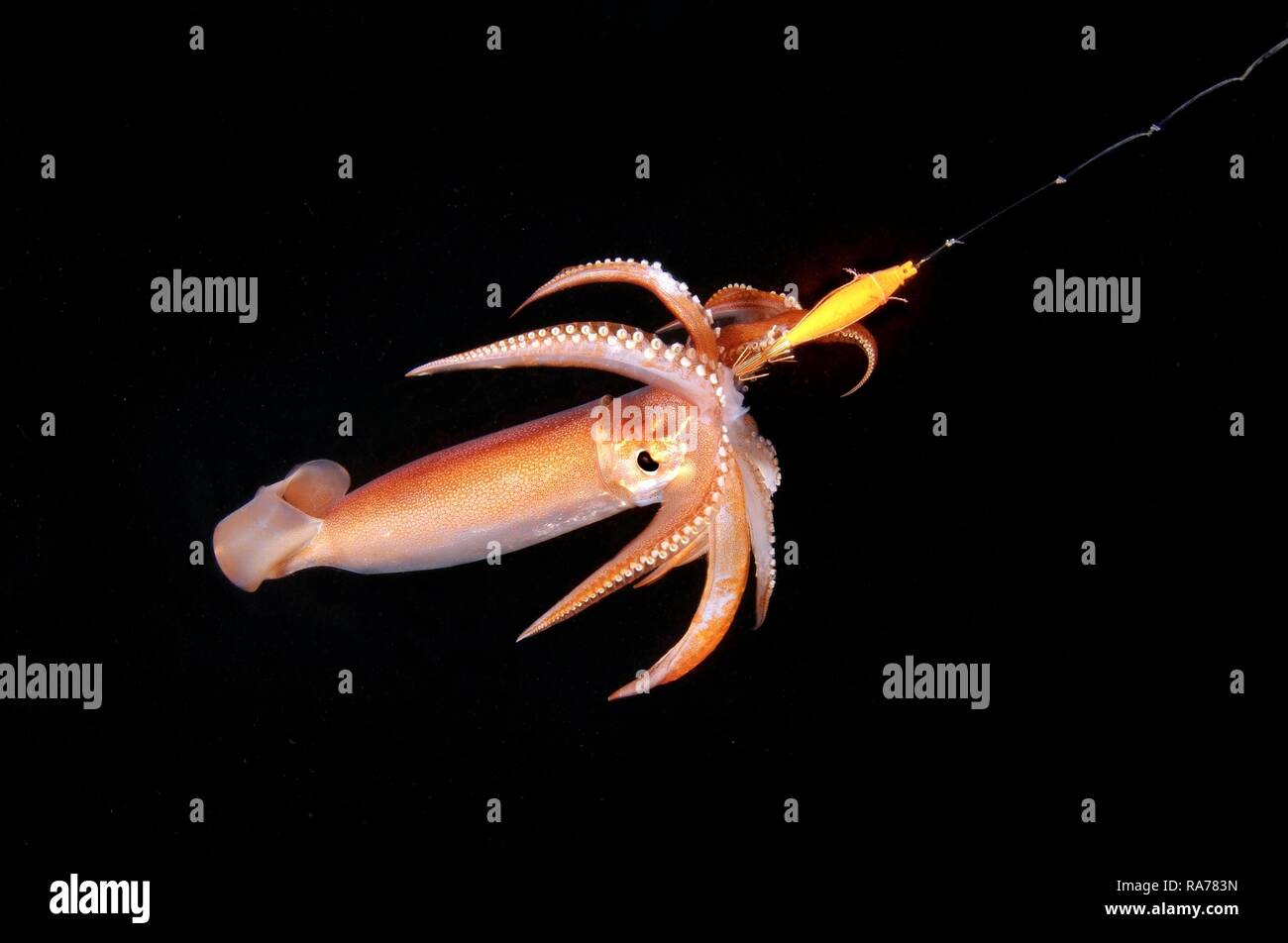 Japanese Flying Squid