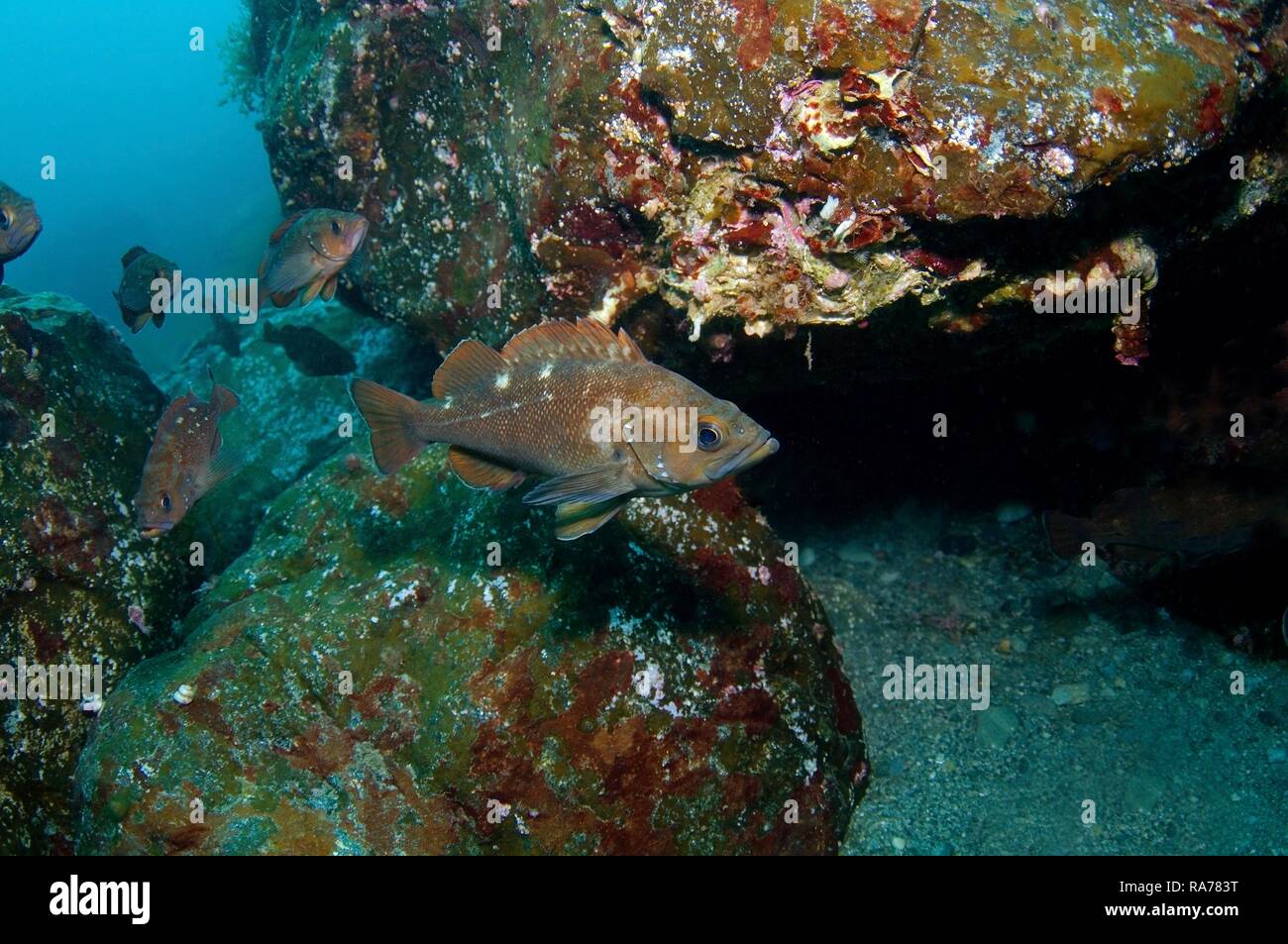 White edged rockfish (Sebastes taczanowskii), Japan Sea, Russian Far