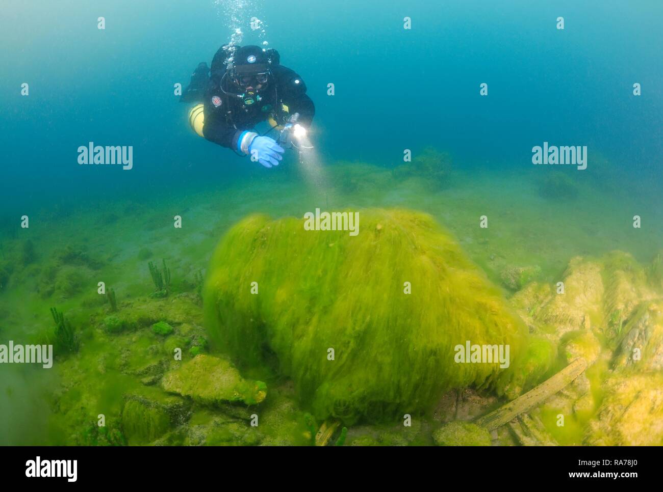 Diver watching Green algae (Chlorophyta), Lake Baikal, Siberia, Russian Federation, Eurasia Stock Photo