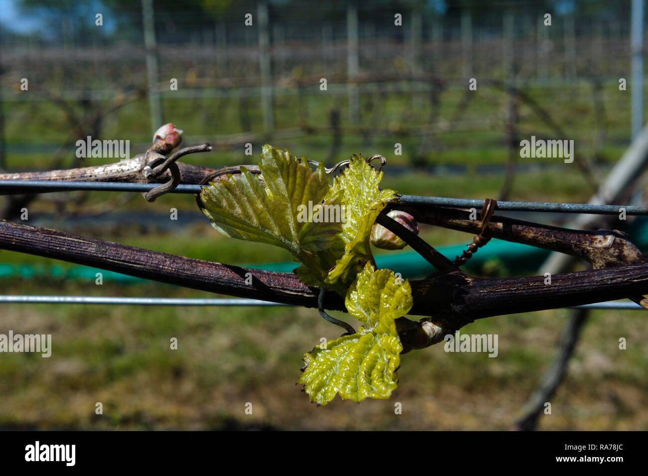 La Mare wine estate, Jersey, Channel Islands Stock Photo Alamy