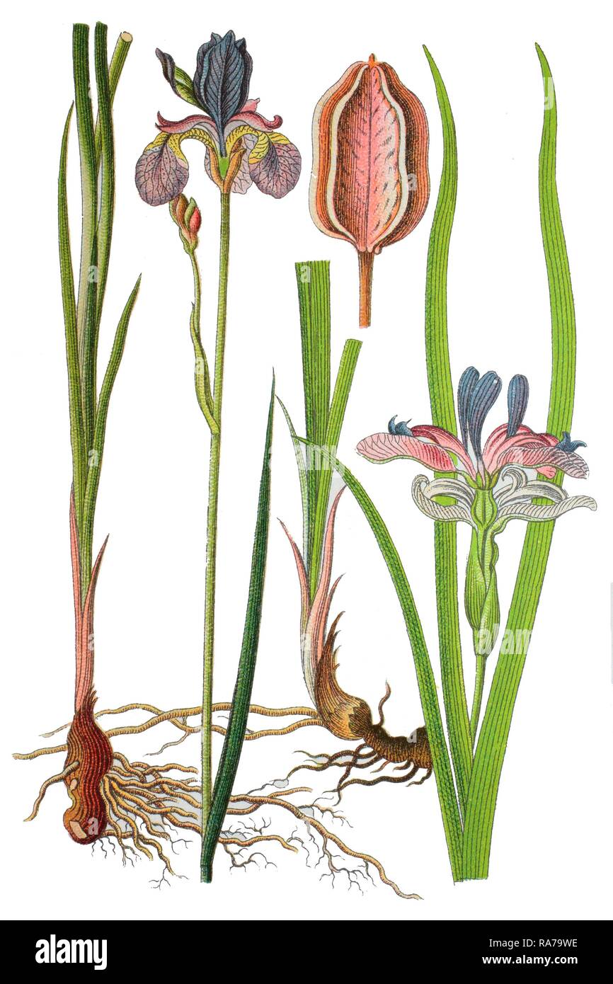 Siberian iris (Iris sibirica) on the left, Grass-leaved flag (Iris graminea) on the right, medicinal plant Stock Photo