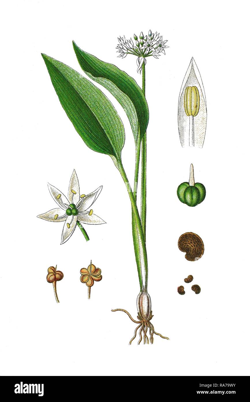 Tapertip onion (Allium ursinum), medicinal plant, historical chromolithography, 1796 Stock Photo