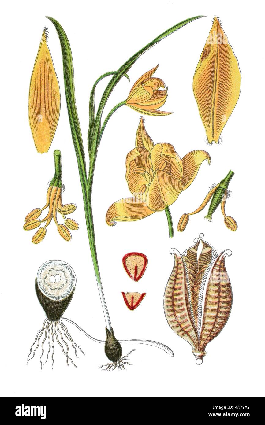 Tulipa sylvestris illustration hi-res stock photography and images - Alamy