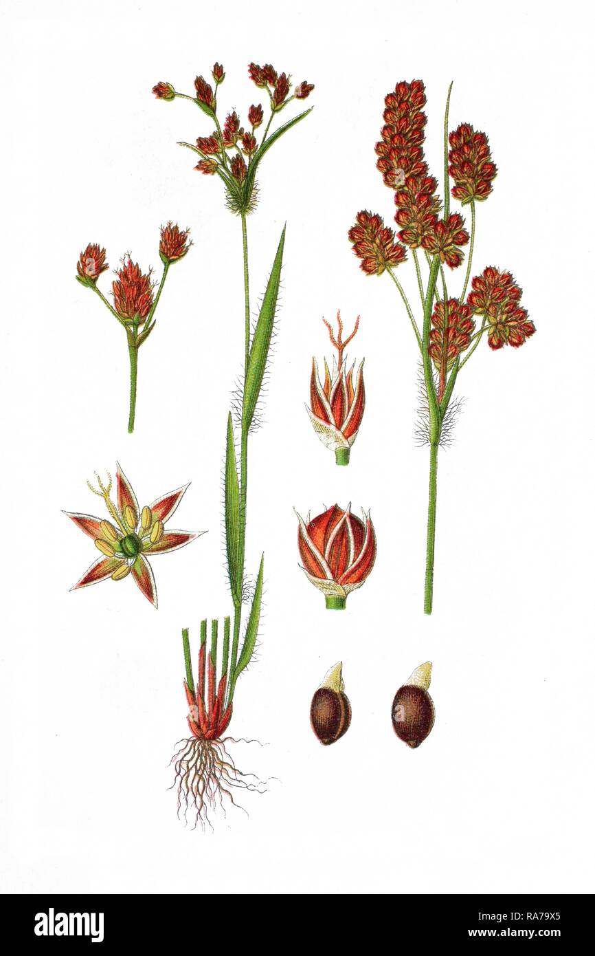 Heath wood-rush (Luzula multiflora), medicinal plant, historical chromolithography, 1796 Stock Photo