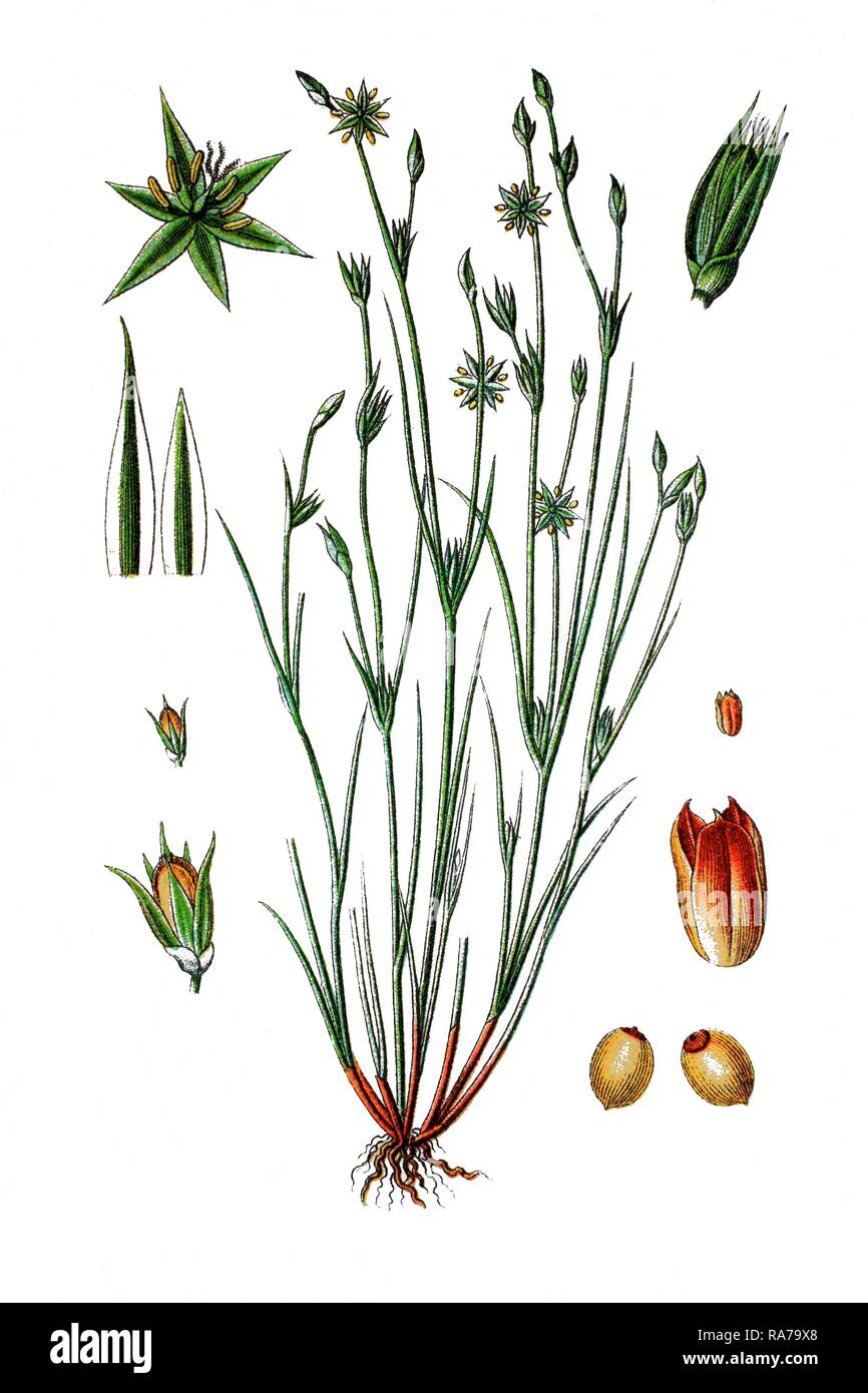 Toad rush (Juncus bufonius), medicinal plant, historical chromolithography, 1796 Stock Photo